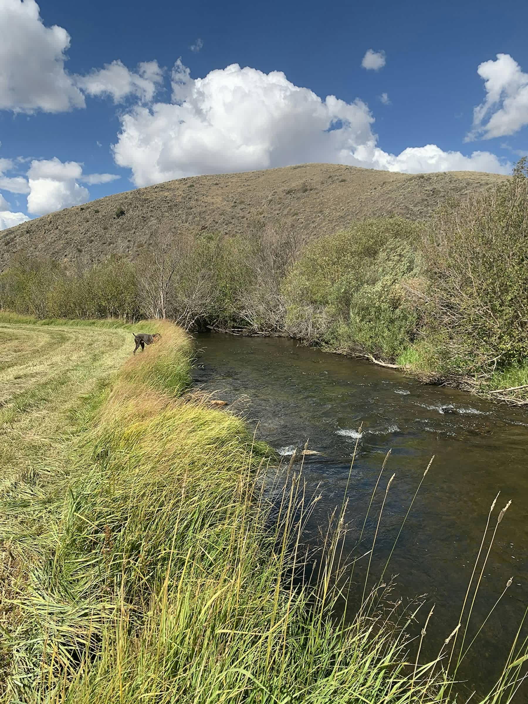 property_data/kM60Jx5SeozBZ2B2Kd9l/pictures/[RW] Cochetopa Creek_3.jpg