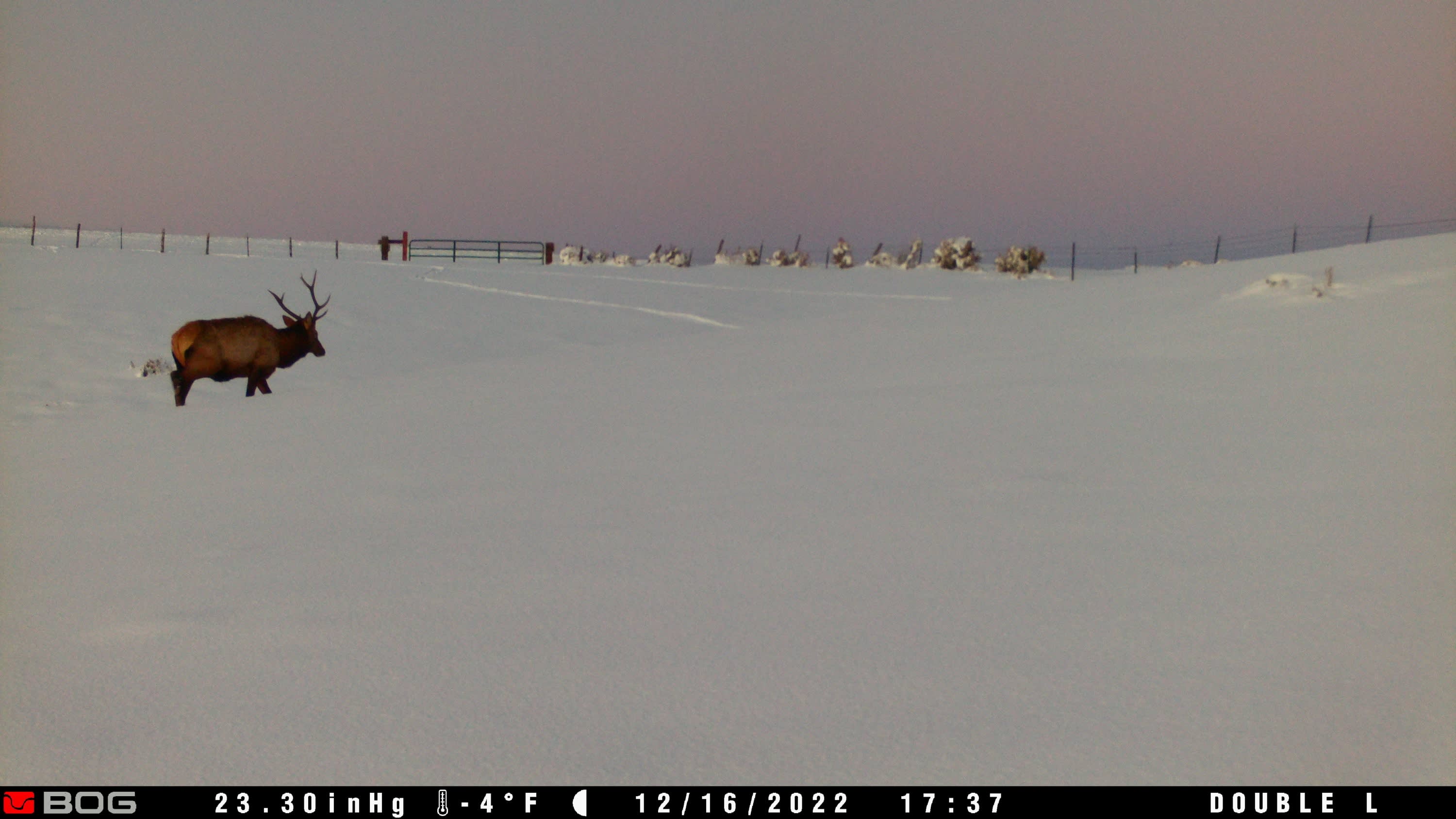 property_data/lyuZ1DmNyIPciIDUylQa/pictures/Bull Elk Double L Dec 2023 reduced.jpg