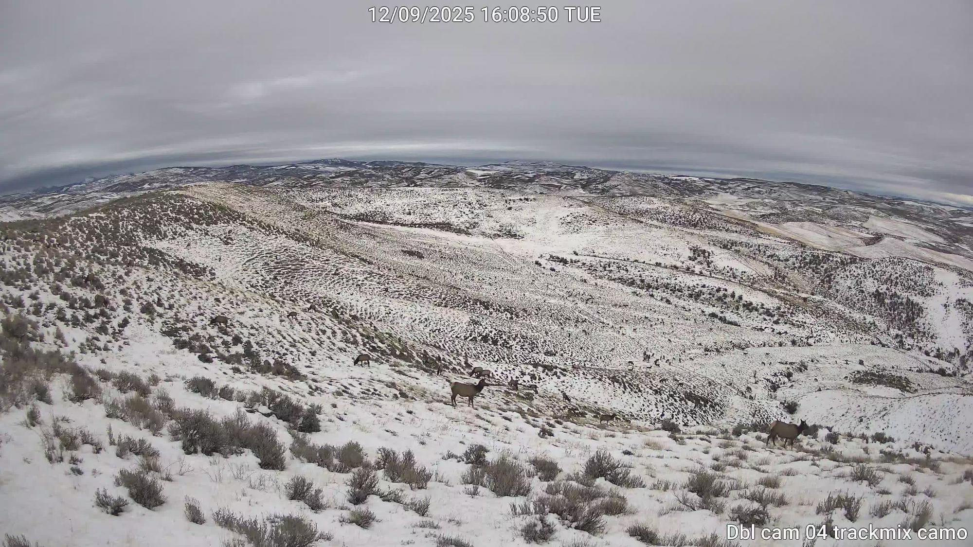 property_data/lyuZ1DmNyIPciIDUylQa/pictures/Dbl cam 04 trackmix camo-Dbl cam 04 trackmix camo-20251209_160858.jpg