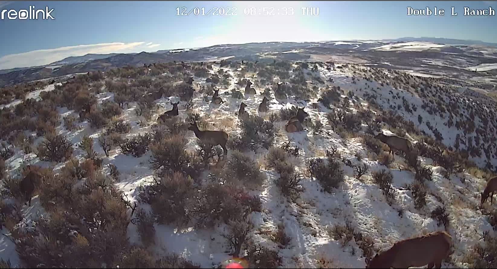 property_data/lyuZ1DmNyIPciIDUylQa/pictures/Double L Elk 02 - 12-1-2022.jpg