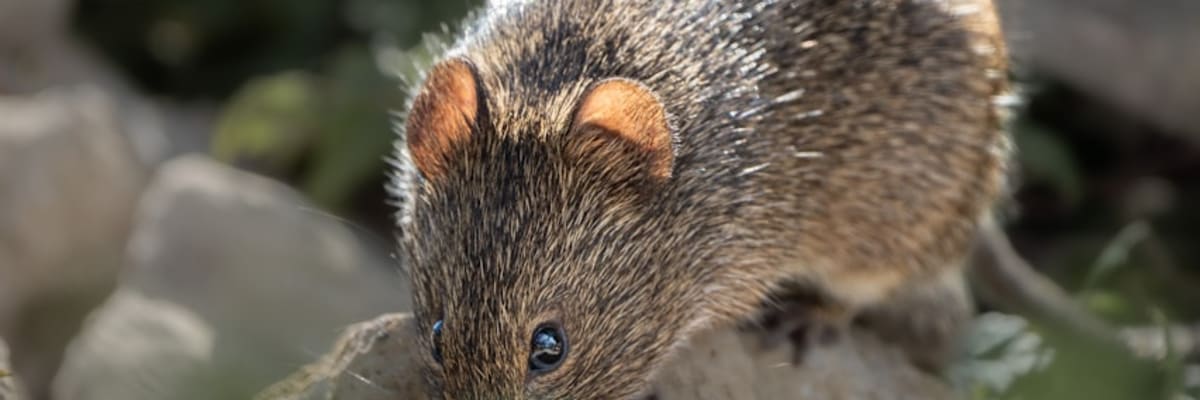 들쥐 Netflix drama Korean folktale fingernail mouse