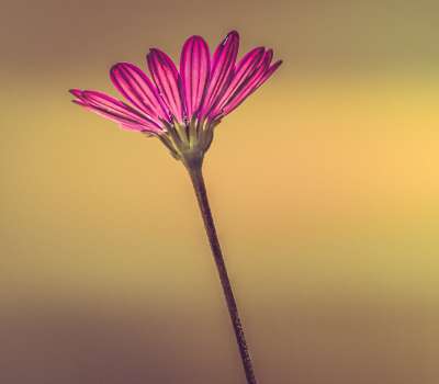 Bellingrath Gardens Alabama nature photography fine art
