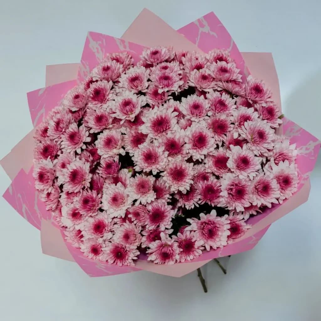 Pure Chrysanthemum Pink - view 1