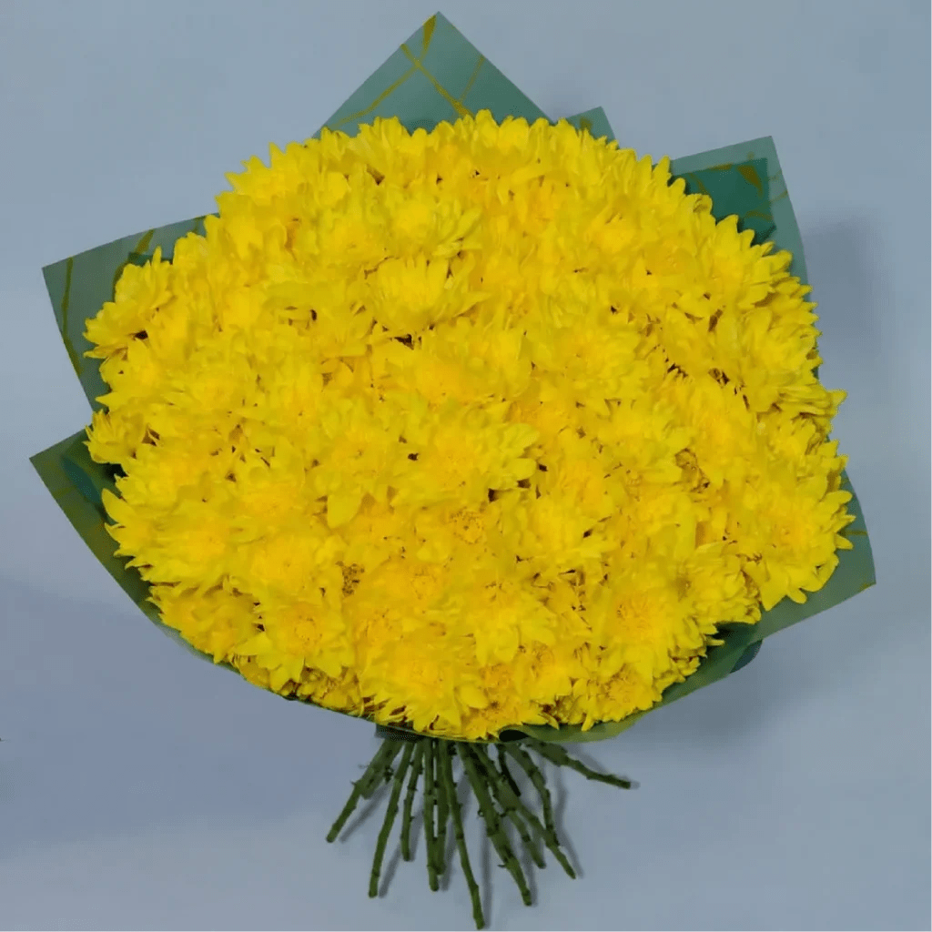 Pure Chrysanthemum Yellow