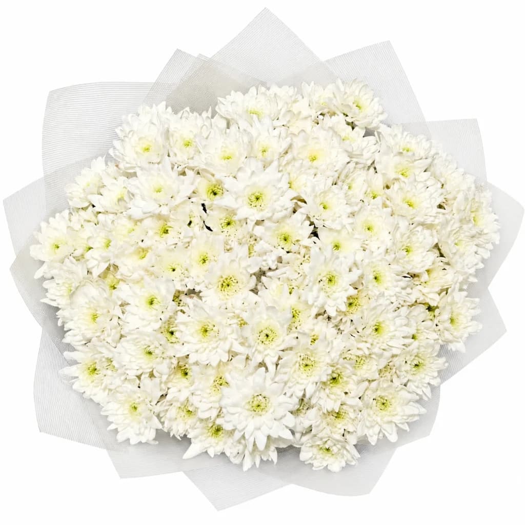 Pure Chrysanthemum White