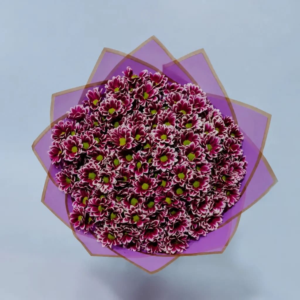 Pure Chrysanthemum Ruble