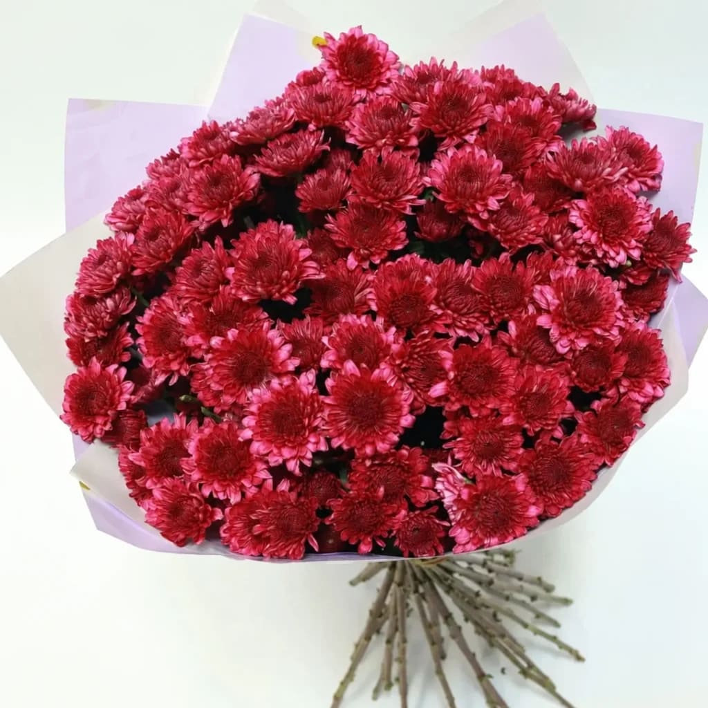 Pure Chrysanthemum Purple