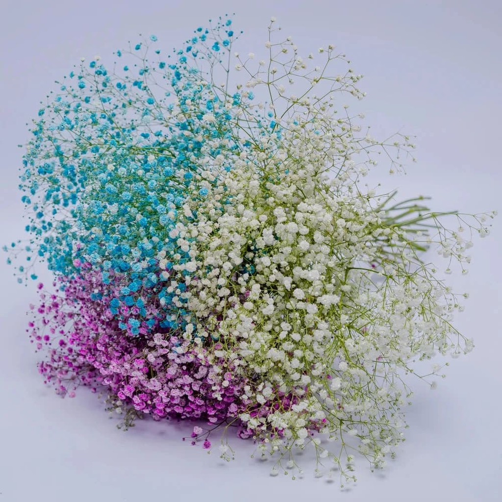 Garden Whispers Gypsophila Mixed White Pink Blue