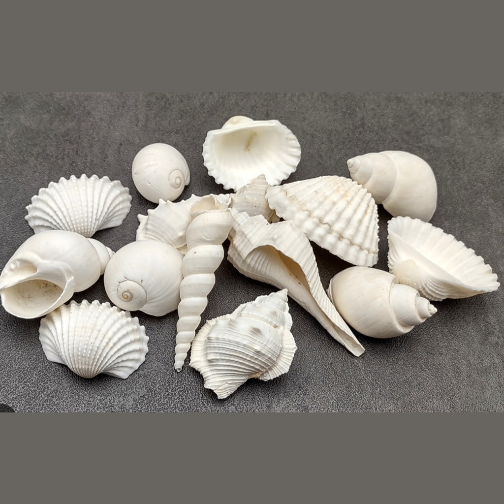 Seashell Decoration