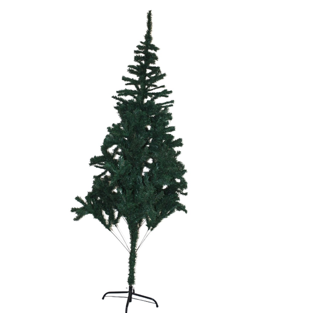 Cypress Christmas Tree(2.1metres)
