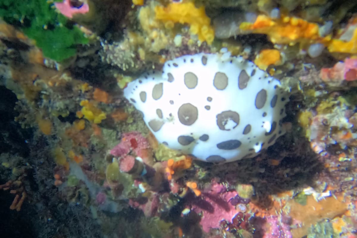 Nemo Diving