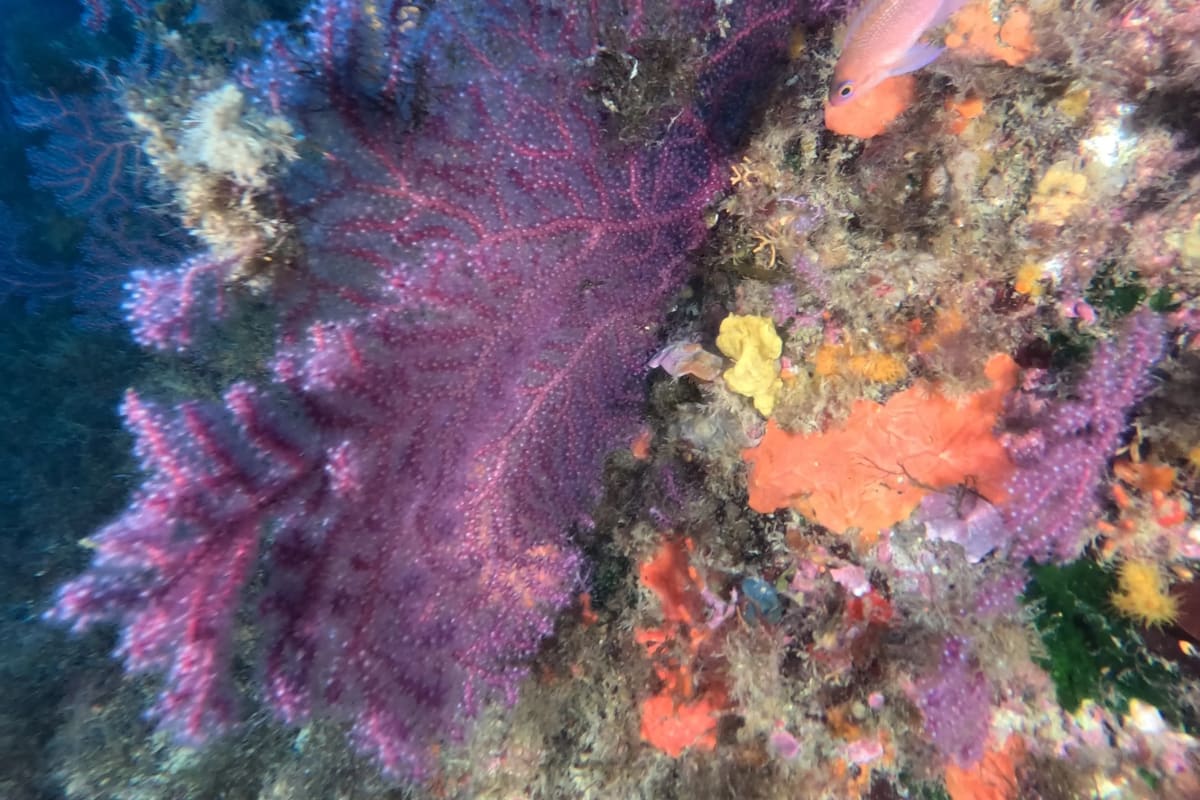 Herbiers posidonie plongée M'diq sous-marine