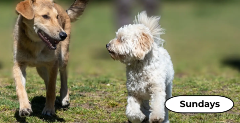 Fundación ORCA – Spend your Sunday with rescued dogs