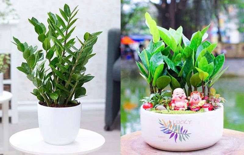 Top 5 Các Loại Cây Phát Tài Phong Thủy Mới Nhất Năm 2025