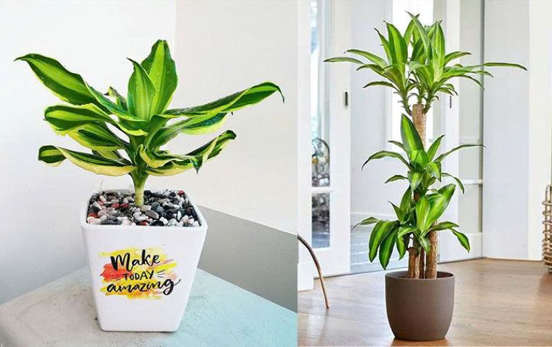 Cây Thiết Mộc Lan