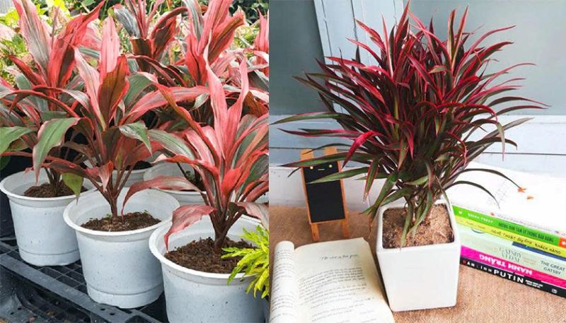 Cây Phát Tài Đỏ