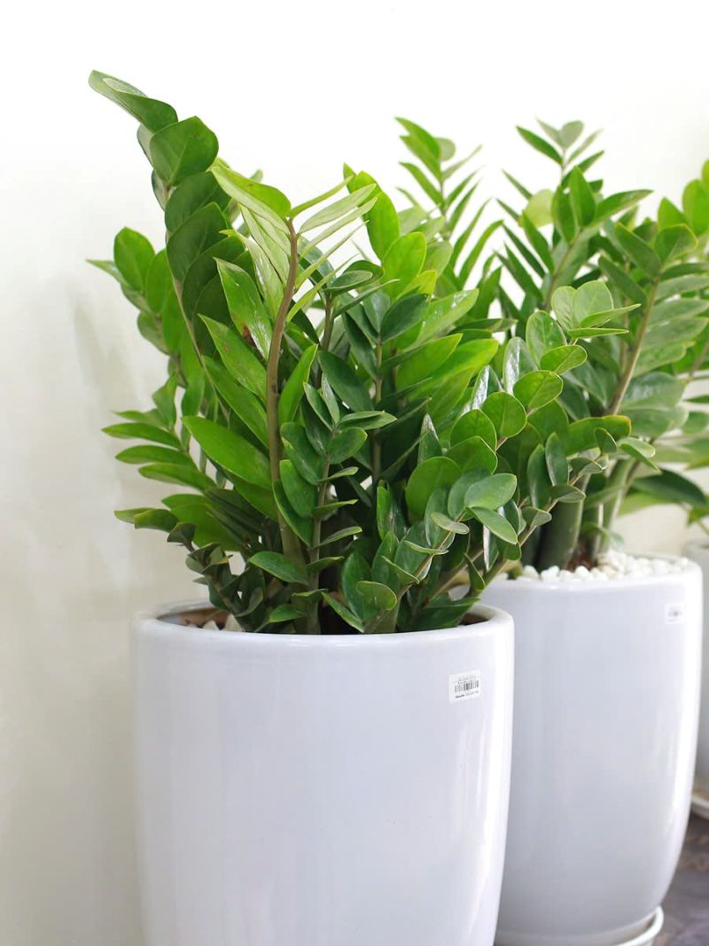 Cách bố trí cây phát tài để thu hút tài lộc