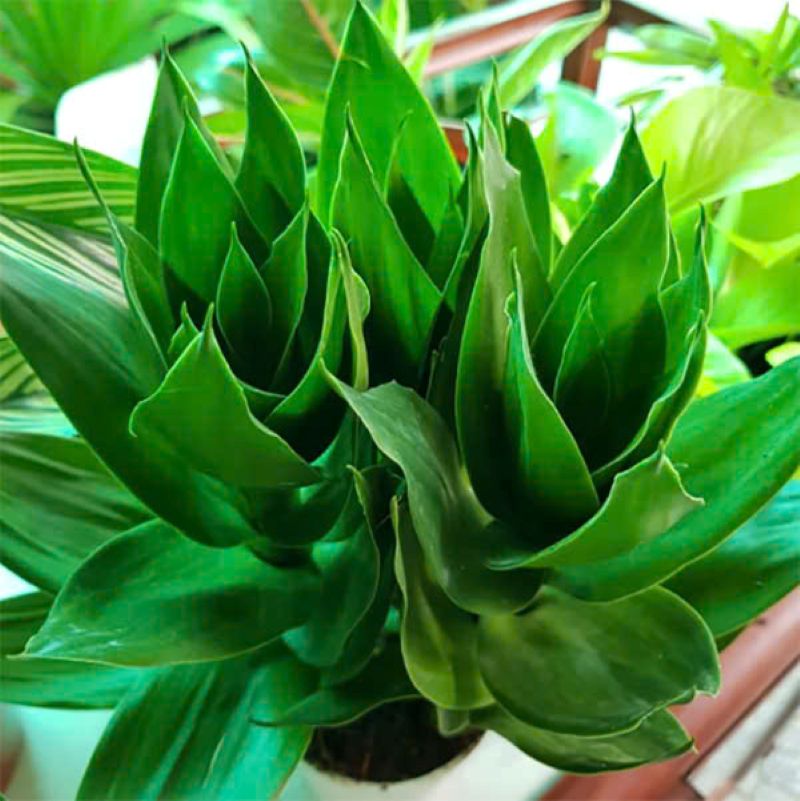 Cách trồng và chăm sóc cây phát tài