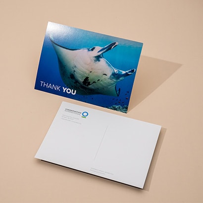 Conservation thank you letter postcard