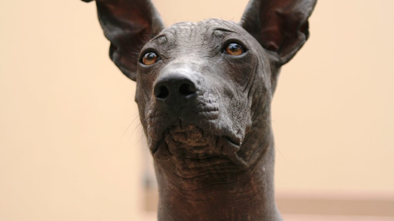 Perro Chimo en Chan Chan, Trujillo, Perú