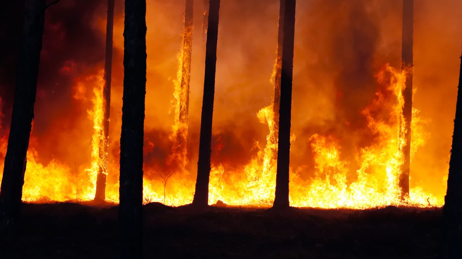 forest service truck on dusty road near smoke plume (file image)
