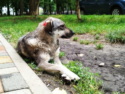 Программу бесплатной стерилизации собак запустили в Ставропольском крае