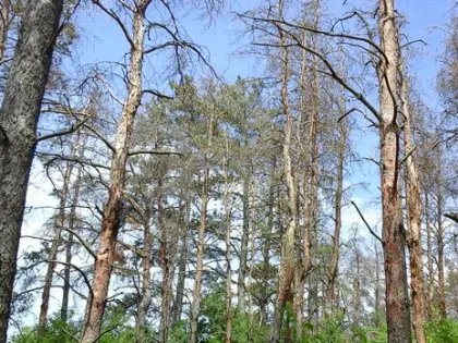 Охрана лесов: результаты обследования в этом году