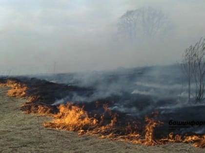 Пал сухой растительности наносит непоправимый вред всей экосистеме