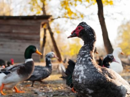 В Апанасенковском округе подтвердился птичий грипп