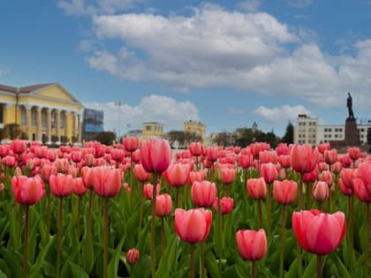Из Ставропольского края на Камчатку и в Армению отправили 12 тыс. тюльпанов