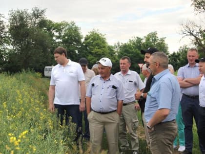 В Благодарненском городском округе состоялся традиционный предуборочный объезд полей