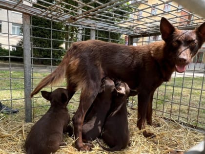 Встреча журналистов во ВНИИОК