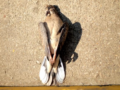 Специалисты выясняют причину массовой гибели птиц в Краснодарском крае