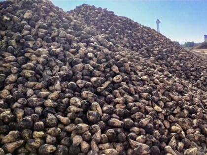 Поддержку аграриев на Ставрополье увеличили почти в три раза