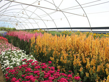 Весной в Ставрополе заработает новый цветочный комплекс