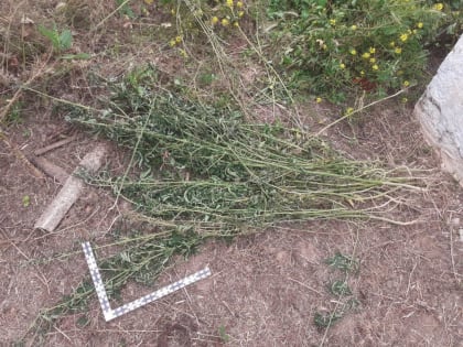 У мужчины изъяли более 500 гр наркосодержащих растений в Арзгирском округе