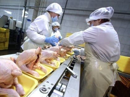 Предприятие по переработке мяса птицы построят на Ставрополье до конца 2024 года