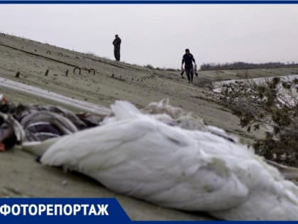 Сотни трупов диких птиц убрали охотники с берега реки Айгурки на Ставрополье