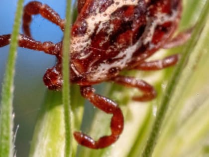 Эксперты напомнили об активности клещей как минимум до августа