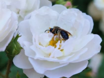 До +37 градусов ожидается на Ставрополье в начале рабочей недели