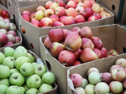 На 11% за неделю подешевели огурцы на Ставрополье