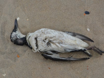 В Туркменском округе, где ранее массово умирали животные, вновь нашли нарушения при обращении с пестицидами