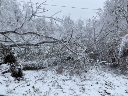 В Железноводске направят на благотворительность упавшие деревья