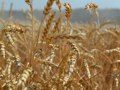 Производство зерна и мяса птицы на Ставрополье кратно превышает потребление