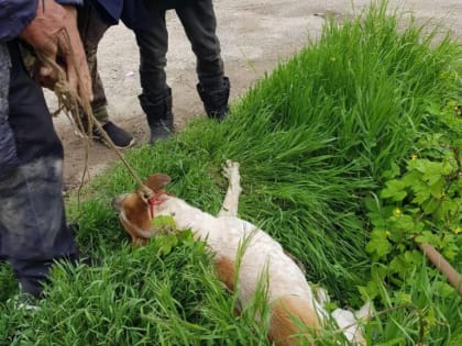 «Стали собак жрать своими гнилыми ртами»: волонтеры отбили животных у бездомных на Ставрополье