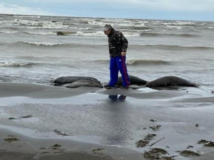 Специалисты не обнаружили инфекций в тушах нерп, погибших в Каспийском море
