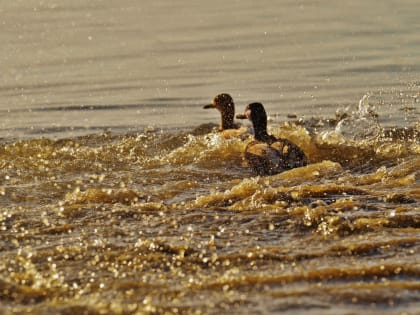 На Дундинском водохранилище Ставропольского края выясняют обстоятельства гибели птиц
