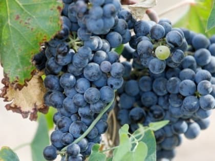 Специалисты Роскачества проверили два ставропольских коньяка и признали их соответствующими ГОСТам