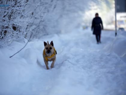 Снег, десятибалльные пробки и ругань с коммунальщиками: что случилось за неделю на Ставрополье