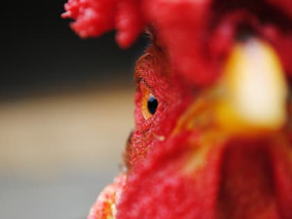 Птицеводство на новом уровне: как куриные фермы меняют агропромышленность края